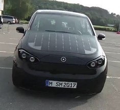 Fekete párduc (leopárd képviselője) fekete párduc