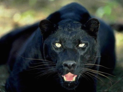 Panther negru