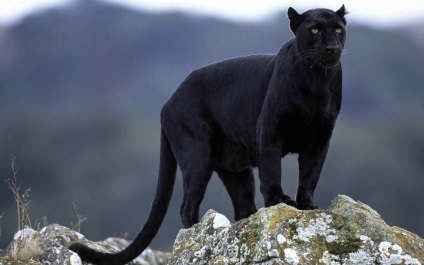 Panther negru