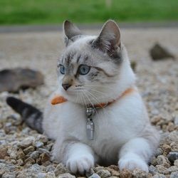 Pisica Cheshire din basmul lui Alice in Tara Minunilor - totul despre pisici si pisici cu dragoste