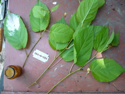 Ahhoz, hogy a nagy termés Actinidia, megtanulják, hogy megfelelően vigyázni rá