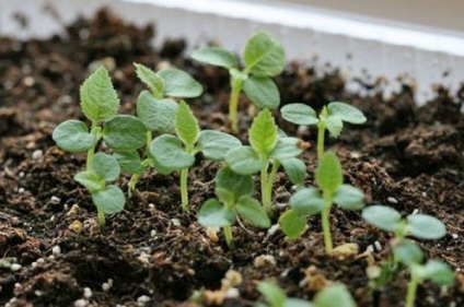 Ahhoz, hogy a nagy termés Actinidia, megtanulják, hogy megfelelően vigyázni rá