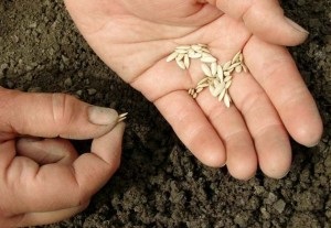 Ce sa faceti daca semintele de castraveti rau si de ce se intampla acest lucru