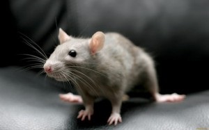 Ce înseamnă că un șobolan mușcă într-un vis că după un vis trebuie schimbat în viață
