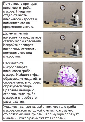 Fuziunea ciupercii de mucegai sub microscop (liceu 51)
