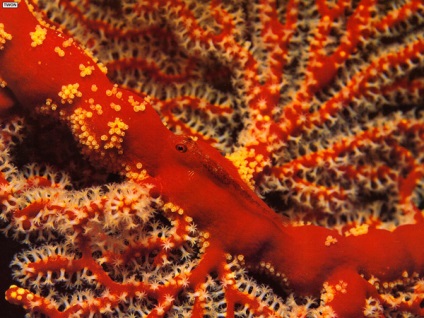 Culoarea coralilor, schimbările de culoare ale coralilor de la intensitatea luminii, schimbarea culorii coralilor
