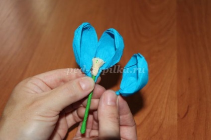Crocus floare de hârtie ondulată