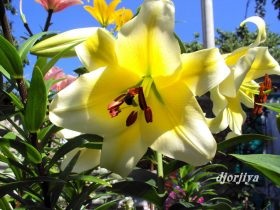 Crin de flori (fotografie) - plantarea și îngrijirea, reproducerea și proprietățile