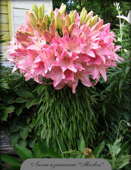 Virág Lily (fotó) - ültetés és gondozás, szaporodás és tulajdonságai