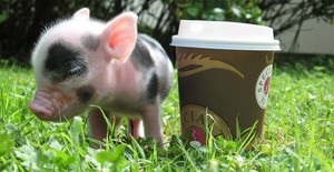Soiuri și beneficii minipigi de porci decorativi, trăsături de păstrare a porcilor mici