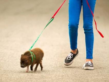 Porci mini porci - îngrijire și întreținere