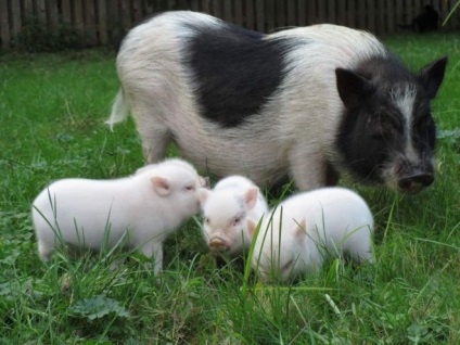 Porci mini porci - îngrijire și întreținere