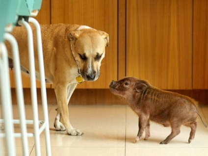 Porci mini porci - îngrijire și întreținere