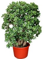 Money Tree feng shui, a varázslatos siker