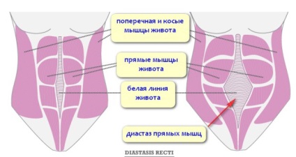 Diastaza este portalul de informații al școlii ideale de corp #sekta