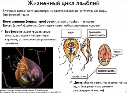 Dieta în tratamentul Giardiasis nu va trebui să moară de foame!