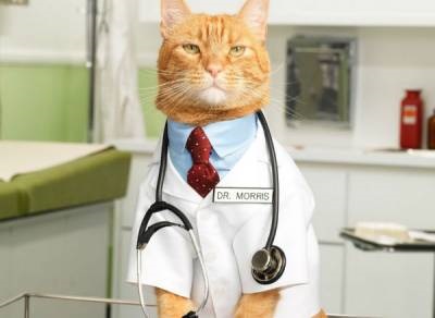 O pisică domestică este un medic de familie!