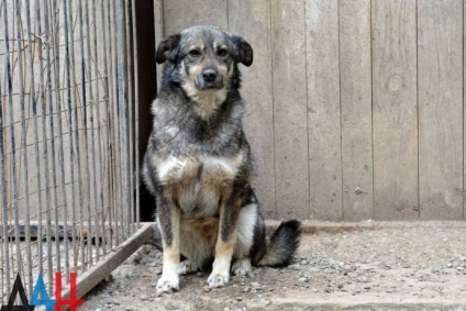 Donyeck bumm menedéket a háború alatt százait mentette kóbor kutyák