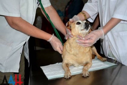 Donetsk adăpost PIF în timpul războiului a salvat sute de câini vagabonzi
