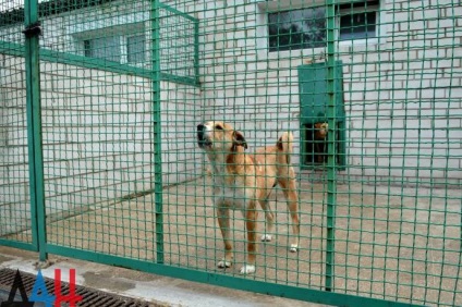 Donyeck bumm menedéket a háború alatt százait mentette kóbor kutyák