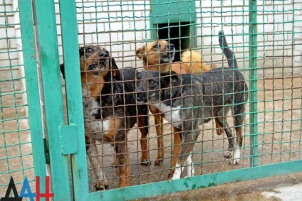 Donyeck bumm menedéket a háború alatt százait mentette kóbor kutyák