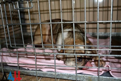 Donetsk adăpost PIF în timpul războiului a salvat sute de câini vagabonzi