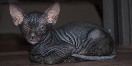 Don Sphynx (50 de fotografii) câine jucăuș, câine de pluș și frumos, descriere, video