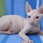 Don Sphynx (50 de fotografii) câine jucăuș, câine de pluș și frumos, descriere, video