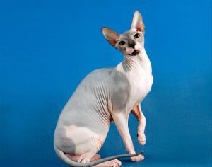 Don Sphynx (50 de fotografii) câine jucăuș, câine de pluș și frumos, descriere, video