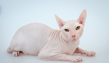 Don Sphynx (50 de fotografii) câine jucăuș, câine de pluș și frumos, descriere, video