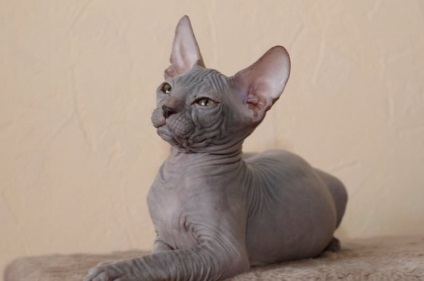 Don Sphynx (50 de fotografii) câine jucăuș, câine de pluș și frumos, descriere, video