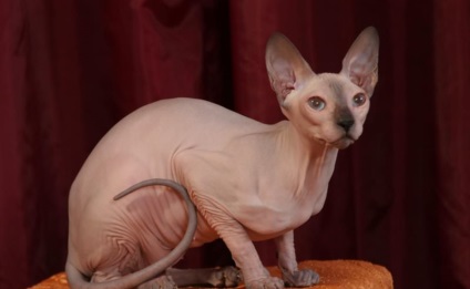 Don Sphynx (50 de fotografii) câine jucăuș, câine de pluș și frumos, descriere, video