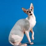 Don Sphynx (50 de fotografii) câine jucăuș, câine de pluș și frumos, descriere, video