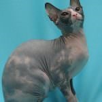 Don Sphynx (50 de fotografii) câine jucăuș, câine de pluș și frumos, descriere, video