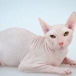 Don Sphynx (50 de fotografii) câine jucăuș, câine de pluș și frumos, descriere, video