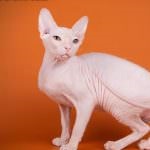 Don Sphynx (50 de fotografii) câine jucăuș, câine de pluș și frumos, descriere, video