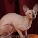 Don Sphynx (50 de fotografii) câine jucăuș, câine de pluș și frumos, descriere, video