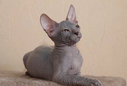 Don Sphynx (50 de fotografii) câine jucăuș, câine de pluș și frumos, descriere, video