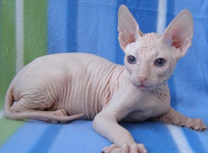 Don Sphynx (50 de fotografii) câine jucăuș, câine de pluș și frumos, descriere, video