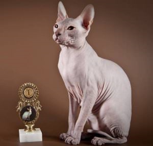 Don Sphynx (50 de fotografii) câine jucăuș, câine de pluș și frumos, descriere, video