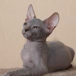 Don Sphynx (50 de fotografii) câine jucăuș, câine de pluș și frumos, descriere, video