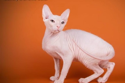 Don Sphynx (50 de fotografii) câine jucăuș, câine de pluș și frumos, descriere, video