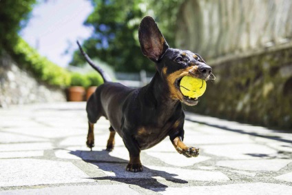 Câine de dachshund de formare acasă