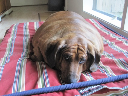 Câine de dachshund de formare acasă