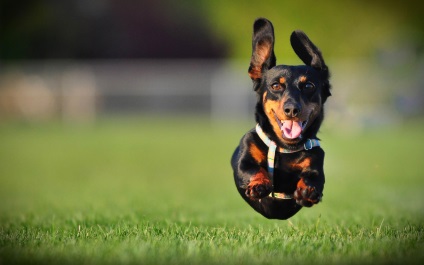 Câine de dachshund de formare acasă