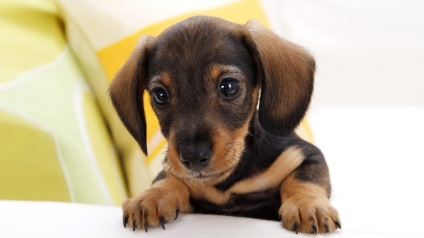 Câine de dachshund de formare acasă