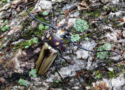 Relict de lemn - insectă fosilă