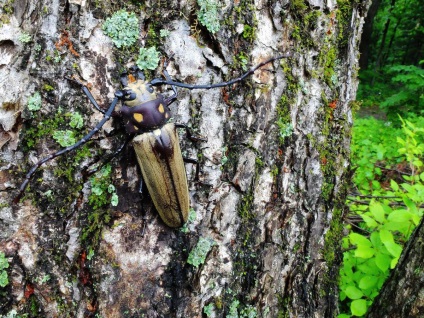 Relict de lemn - insectă fosilă