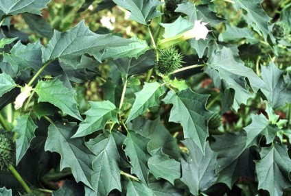 Datura gyógynövény kezelésében és a mágia