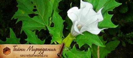 Datura gyógynövény kezelésében és a mágia